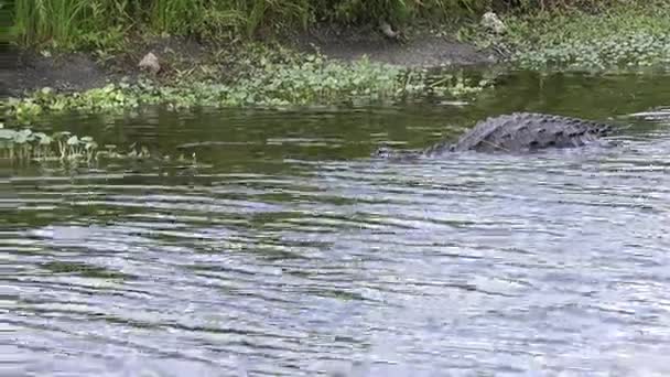 Amerikansk alligator missade en fisk — Stockvideo