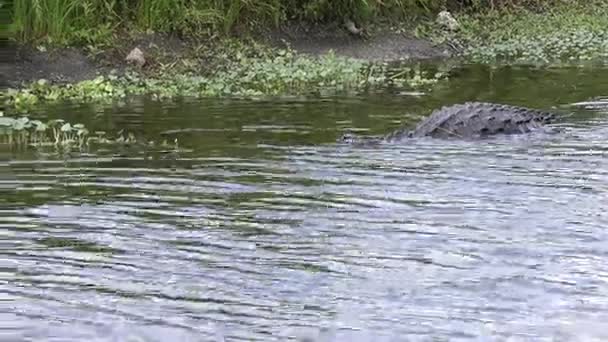 Amerikanischer Alligator vermisst einen Fisch — Stockvideo