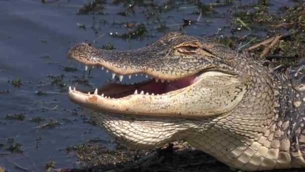 Amerikanischer Alligator sonnt sich aus nächster Nähe — Stockvideo