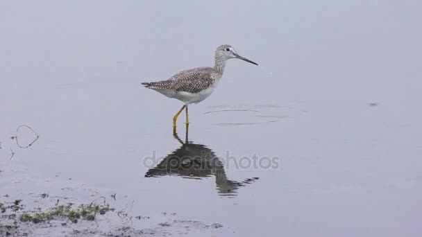 Grand Yellowlegs et Petits Yellowlegs dans l'étang — Video