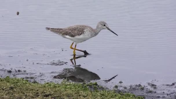 Greater Yellowlegs feeds in the pond — Stock Video