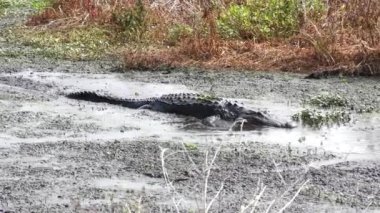bir çamur içinde Amerikan timsah