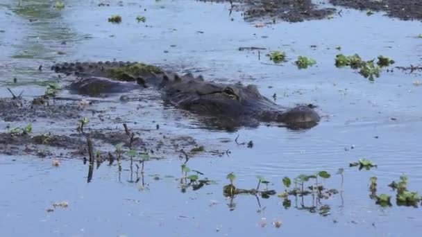 Amerikaanse alligator in een modder — Stockvideo