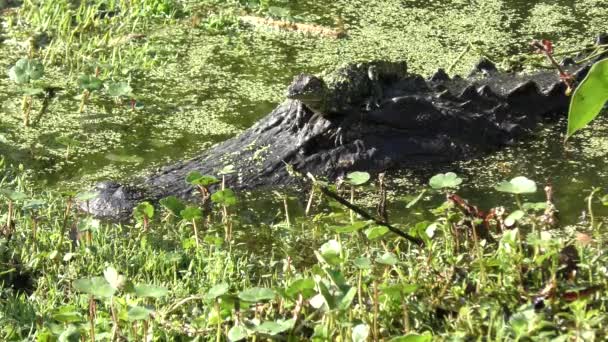 American alligators , mother and baby — Stock Video
