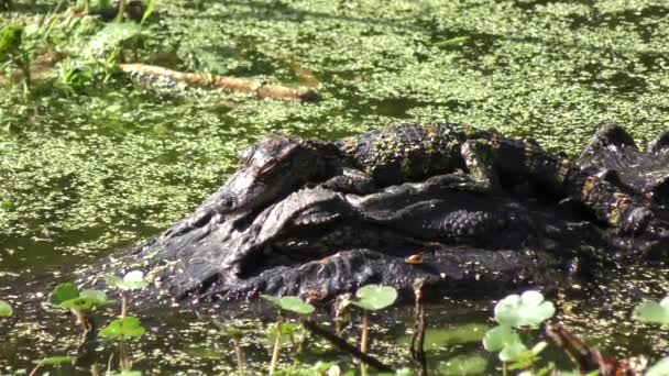 Amerikanische Alligatoren, Mutter und Baby — Stockvideo