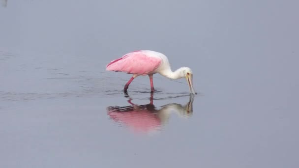 Roseate Spoonbill feeding in the pond — Stock Video