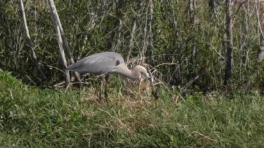 büyük mavi balıkçıl düşen bir yılan