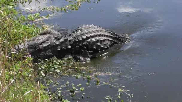 Large American alligator feeds — Stock Video