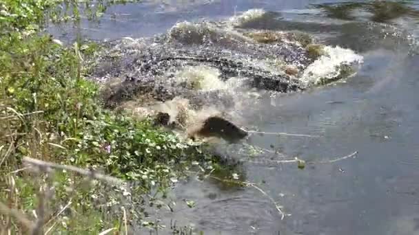 Alligator hoppar efter en fisk i en sjö — Stockvideo