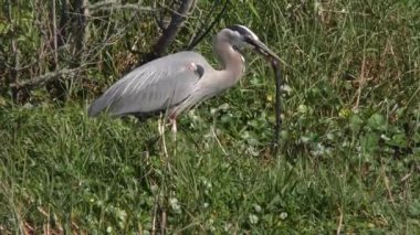 büyük mavi balıkçıl düşen bir yılan
