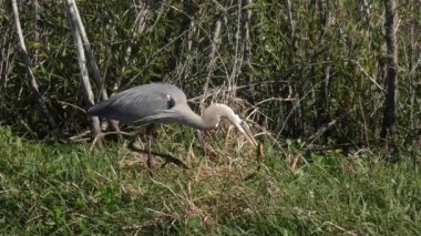büyük mavi balıkçıl düşen bir yılan