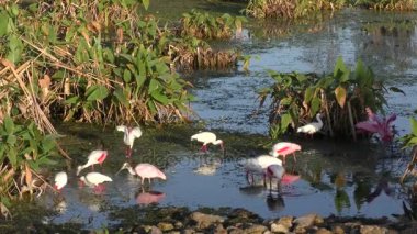 Pembe Spoonbills ve beyaz Ibises bir havuzda