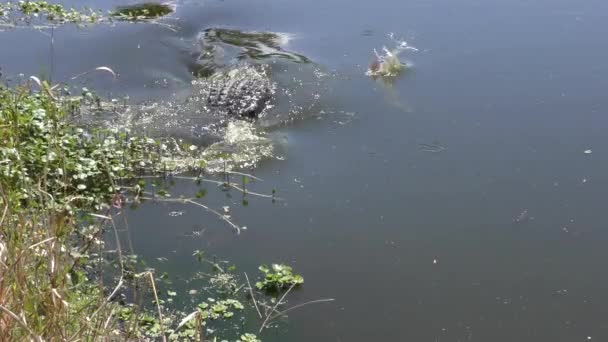 Grote alligator miste een vis — Stockvideo