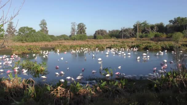 Florida sulak bahar zamanında kuşlar — Stok video