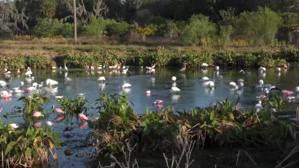 Aves en primavera en los humedales de Florida — Vídeo de stock