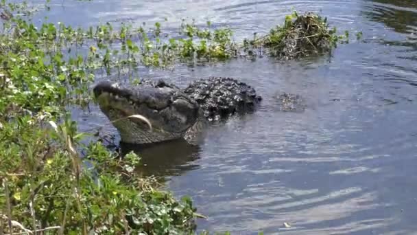 Grote stier alligator paring oproep — Stockvideo