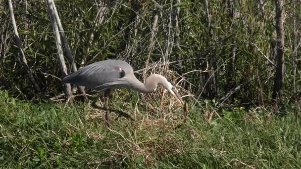 Great blue heron downing a snake — Stock Video