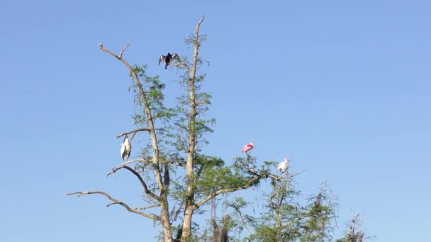 Cuchara rosada, Ibis blanco, Anhinga y cigüeña de madera en un árbol — Vídeo de stock