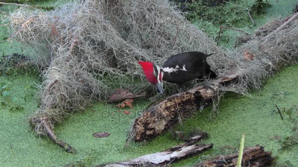 Feed Pileated Picchio in Florida zone umide — Video Stock