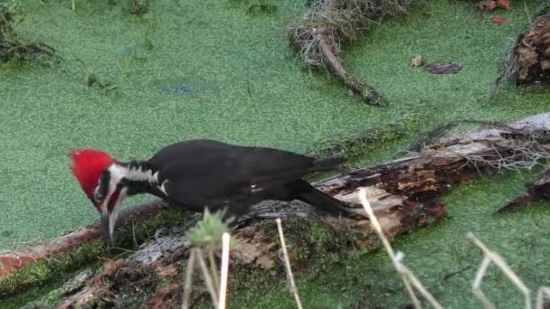 Pileated Woodpecker alimenta na Flórida Wetlands — Vídeo de Stock