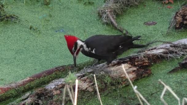 Pájaro carpintero apilado se alimenta en los humedales de Florida — Vídeo de stock