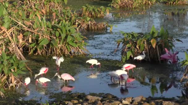 Makka Spoonbills och vit ibisar i en damm — Stockvideo