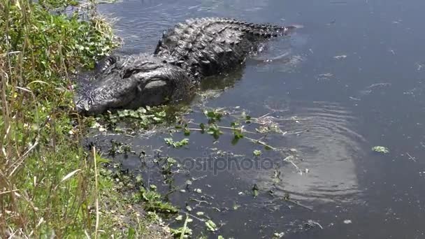 Grote Amerikaanse alligator feeds — Stockvideo