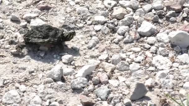 Kleine Schildkröte geht ins Wasser — Stockvideo