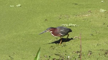 küçük bir balık Yeşil balıkçıl yutar