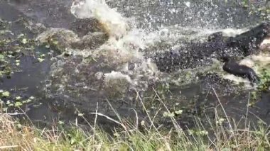 büyük timsah kuş sonra atladı