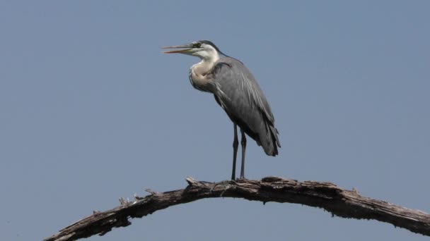 Gran garza azul perchas — Vídeos de Stock