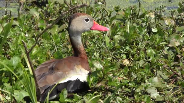 Kara karınlı Whistling-ördek Florida sulak — Stok video