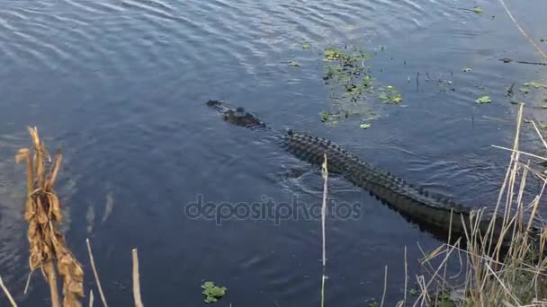 Аллигатор, делающий мутную воду — стоковое видео