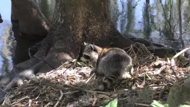 Jonge raccoon op zoek naar voedsel in Florida wetlands — Stockvideo