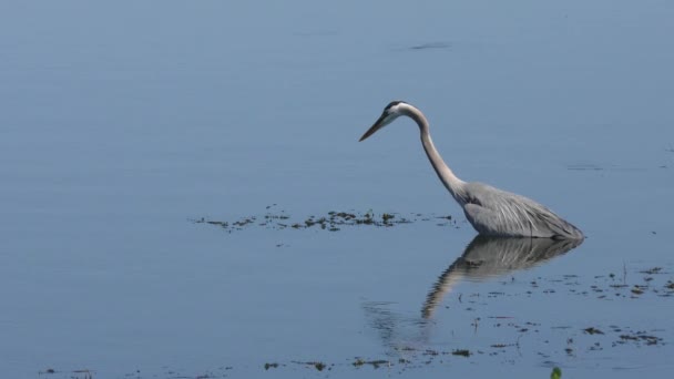 Great blue heron połowów — Wideo stockowe