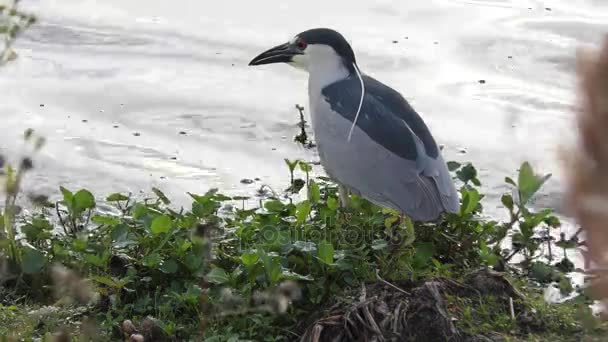 Black-crowned Night-Heron fishing — Stock Video