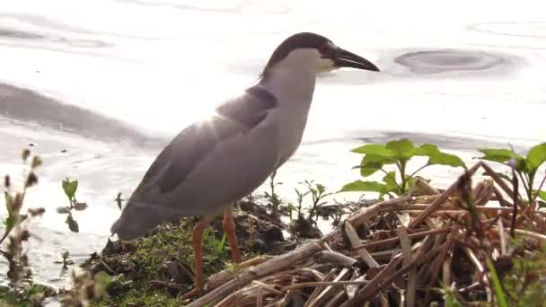 Svart-crowned Night-Heron nära lake — Stockvideo