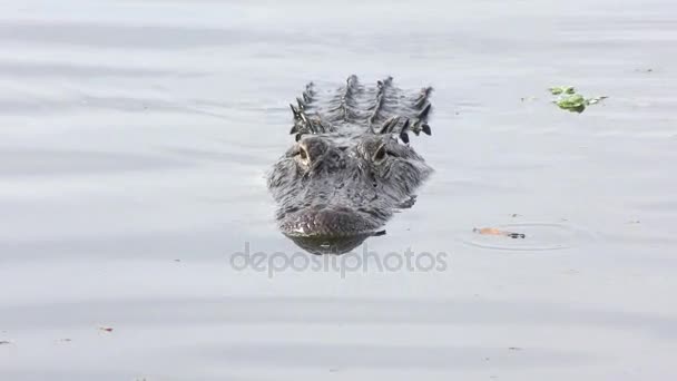 American alligator swims in a lake — Stock Video