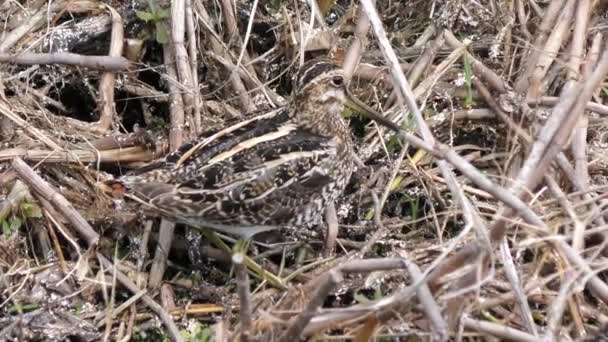 Wilsons Snipe ave en el pantano de Florida — Vídeos de Stock