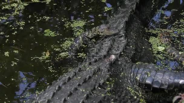 Bebês e mamãe jacarés basking — Vídeo de Stock