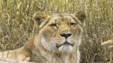 dişi aslan bir alanda dinlenme