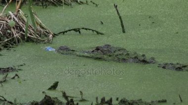 ağzında plastik bir şişe ile timsah