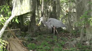 büyük mavi balıkçıl büyük bir balık yutar