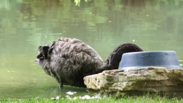 Чёрный лебедь питается — стоковое видео