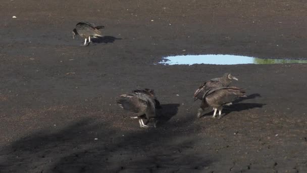 Buitres negros en estanque seco — Vídeo de stock