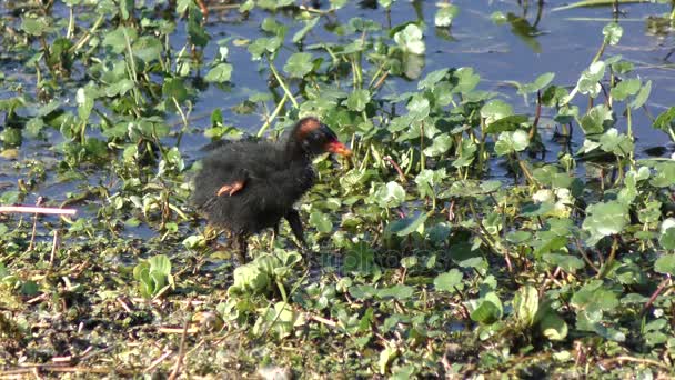 Common Gallinule chick grooming its feathers — Stock Video
