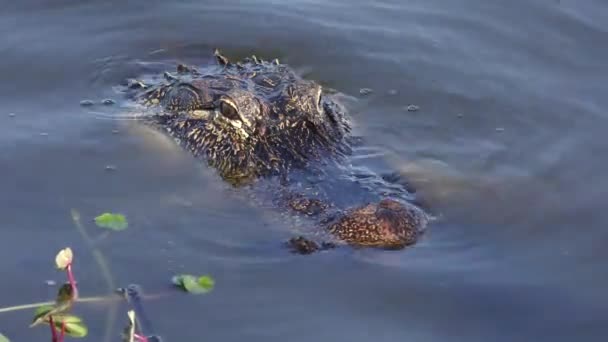 Alligator in the water, close up — стоковое видео