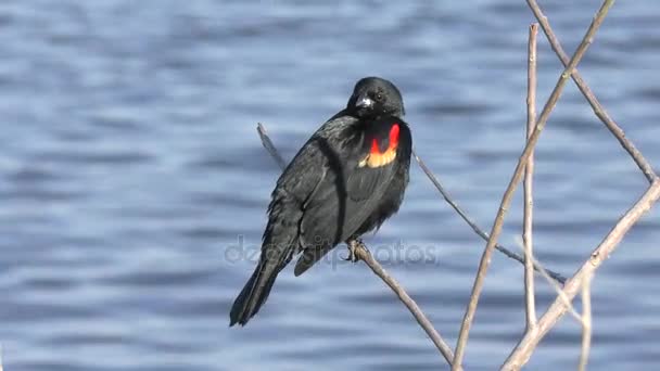 Red - Winged Blackbird paring oproep — Stockvideo