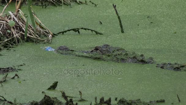 Alligator met een plastic fles in haar mond — Stockvideo