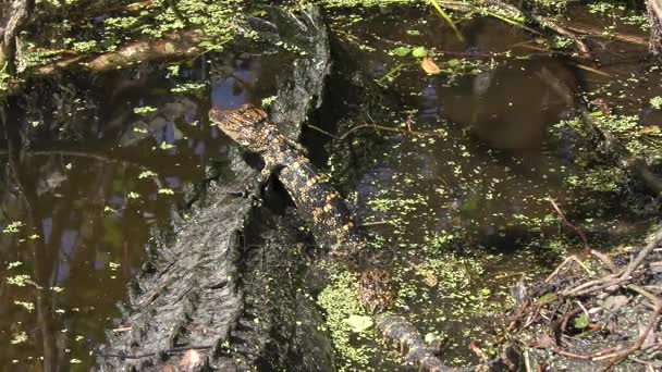 Bebés y mamá caimanes tomando el sol — Vídeos de Stock